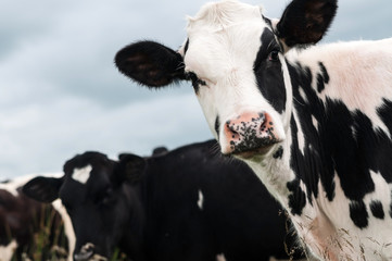 Looking at a cow