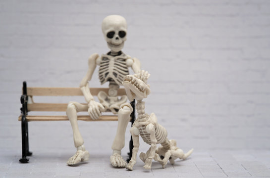 Playful skeleton dog