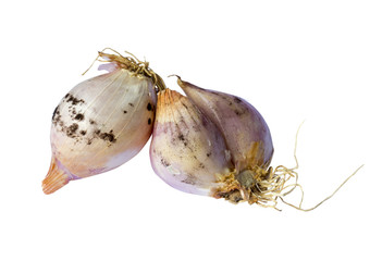 moldy shallots on white background
