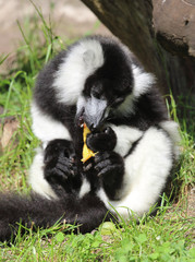 Naklejka premium niedlicher Lemur