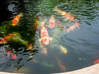 Obraz na płótnie Canvas koi fish in koi pond in the garden