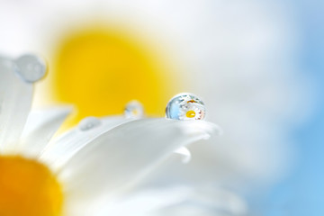 Chamomile flowers and drop of water