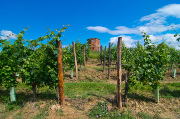 Fototapeta na wymiar vineyard with historic tower and poles traditionally wood