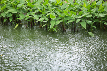 Naklejka premium Plant in water