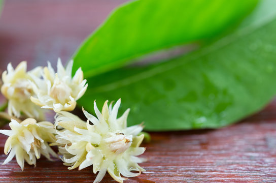 S small mimusop with their leaf on wooden background