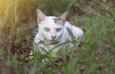 Naklejka na ściany i meble a white thai cat siting among the green grass with blurred background and see to camera , selective focus, filtered image, light effect added