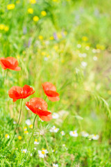 Summer poppy filed