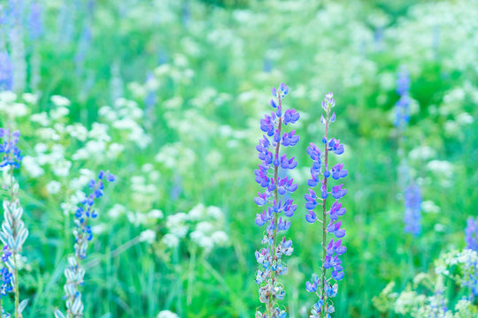 Violet lupine flowers