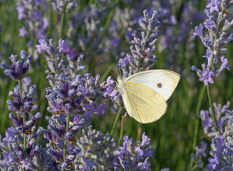 white butterfly on lavender flowers