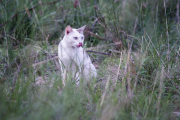 Naklejka na ściany i meble a white thai cat has licking lips and see something siting among the green grass with blurred background , selective focus, filtered image