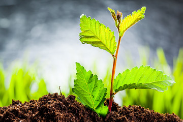 New life. Young sprout in springtime,Closeup.