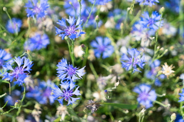 Blue cornflower flowers