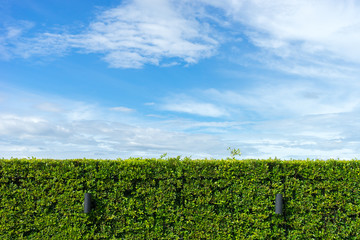 natural green hedge with blue sky background
