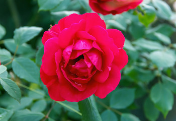 Fototapete bei efototapeten.de bestellen   