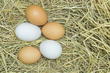 Fresh brown eggs and white egg