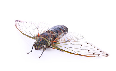 cicada insect isolated on white background