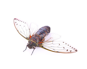 cicada insect isolated on white background