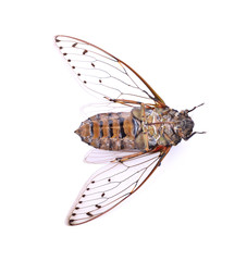 cicada insect isolated on white background