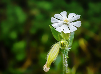 Drops of dew on a flower