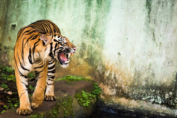 Roaring Sumatran Tiger Showing His Teeth