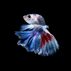 Betta fish. Capture the moving moment of red-blue siamese fighti