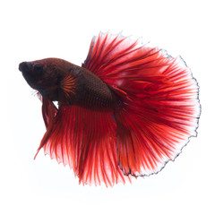Red betta fish on white background
