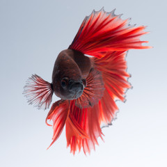 Fototapeta premium Red betta fish on white background