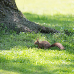 squirrel in nature