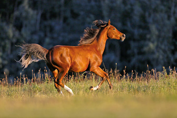 Young Bay Arabian Horse galloping over meadow in late afternoon sunlight