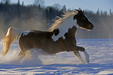 Pinto Gelding galloping on meadow in fresh snow