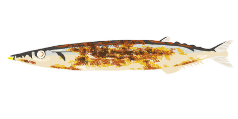Pacific saury