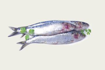 fish, sardines isolated