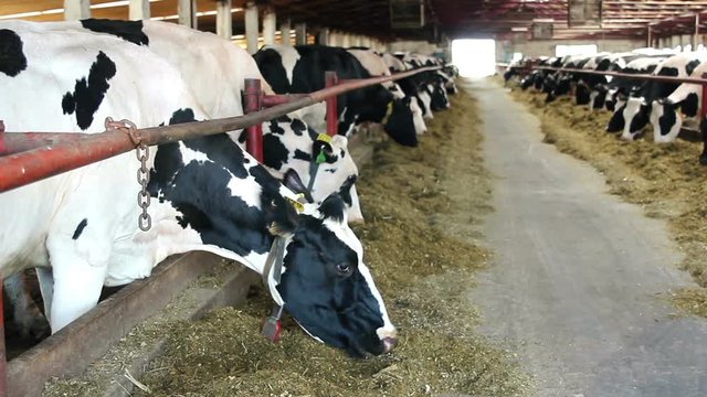 Cows eat sillage on farm