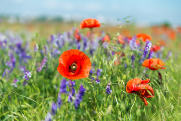 red poppies on summer landscape