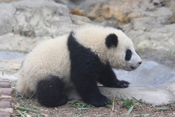 Naklejka premium Panda