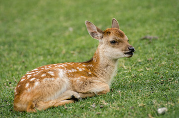 Naklejka na ściany i meble Baby Sika Deer (Cervus nippon) at Nara. Japan