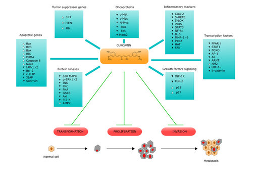 Curcumin And Its Anticancer Properties