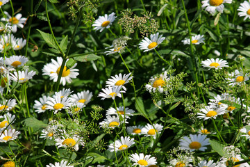 Сamomile field. Meadow of chamomile flowers of at sunlight. Natural summer background.