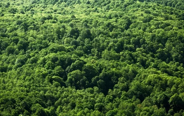 Fotobehang Aerial view of the forest © Alex