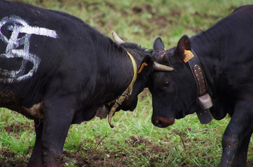 vaches de race hérens - bataille de reines