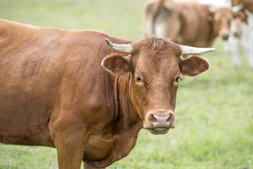 vache rousse &agrave; corne en gros plan
