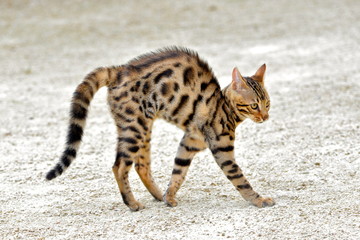 Chat qui fait le gros dos