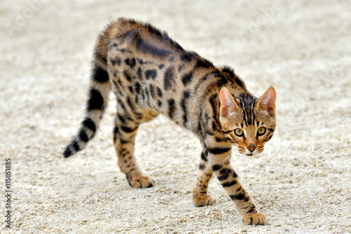chat se chat på nett chat se chat på nett