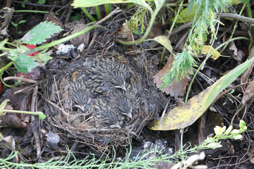 Baby birds of a bluethroat in a nest in the summer