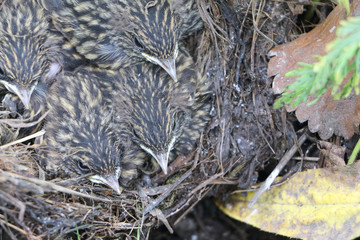 Baby birds of a bluethroat in a nest in the summer