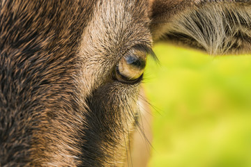 Das Auge einer jungen Ziege als Nahaufnahme - The eye of a young goat as closeup