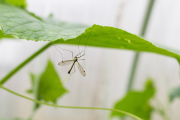 большой комар