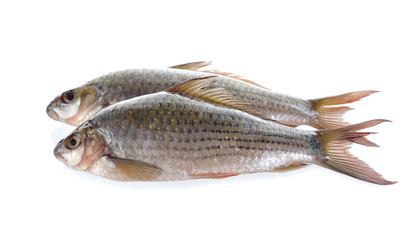 uncooked Labiobarbus siamensis fish on white background