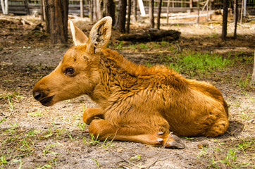 Fototapeta premium Cute baby moose in the forest.
