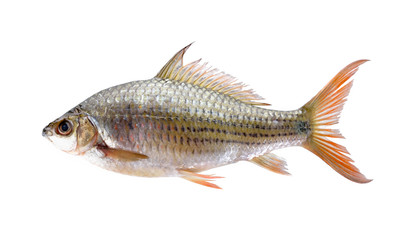 uncooked Labiobarbus siamensis fish on white background